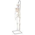 3B Scientific Mini Human Skeleton on hanging stand - w/ 3B Smart Anatomy 1000040